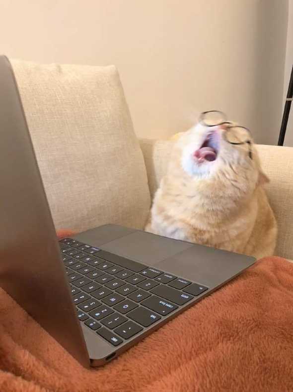 funny meme of cat building on a laptop